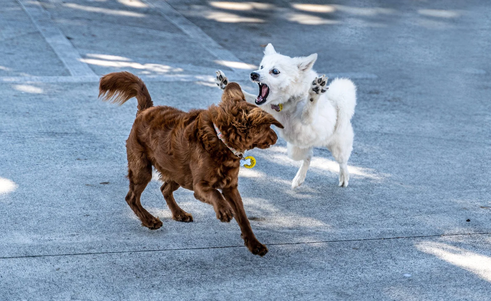 Brown dog and white dog playing together on pavement