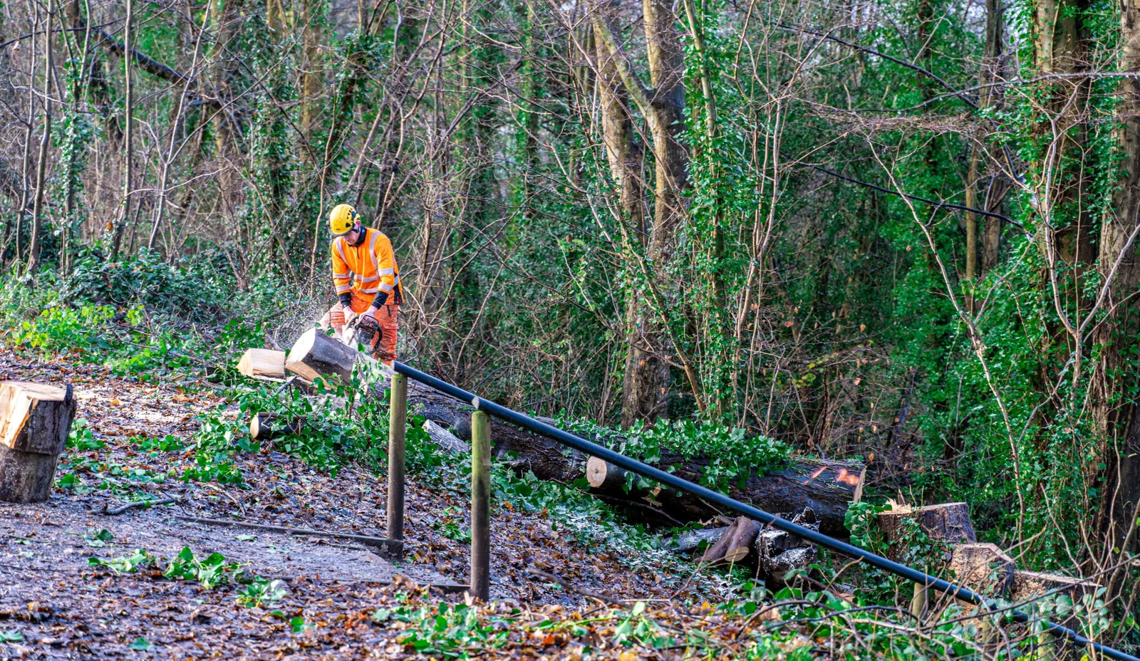 Tree surgeon cutting logs